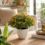 Planta decorativa con flores pequeñas 18 cm ambientada en el hogar, Abba Shirley