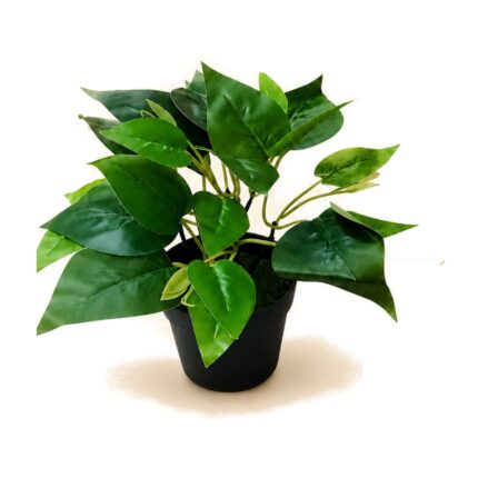 Planta decorativa tipo potus 22 cm Abba Shirley