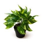 Planta decorativa verde en maceta 22 cm Abba Shirley